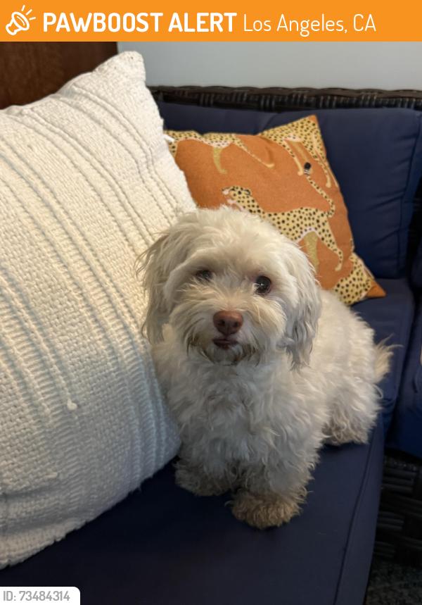 Found/Stray Female Dog last seen Glendale Bolvd & Hollydale Dr, Los Angeles, CA 90039