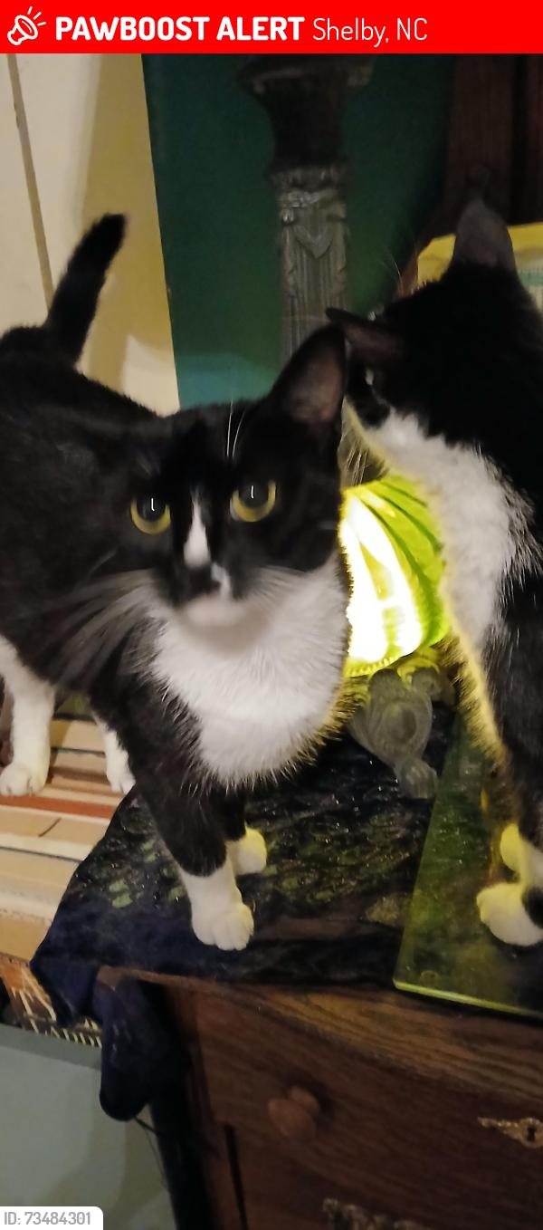 Lost Female Cat last seen Cline Nursery, Shelby, NC 28150