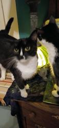 Lost Female Cat last seen Cline Nursery, Shelby, NC 28150