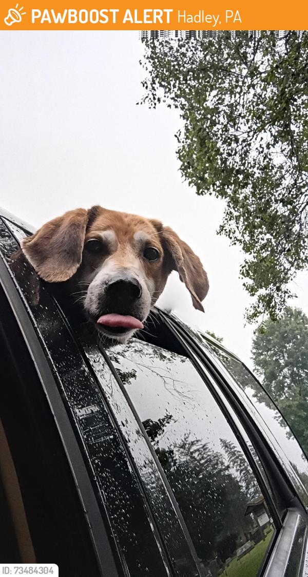 Found/Stray Male Dog last seen County line Cafe, Hadley, PA 16130