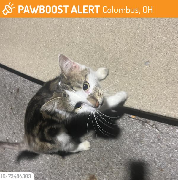 Found/Stray Unknown Cat last seen Near E Broad St, Columbus, Columbus, OH 43213