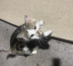 Found/Stray Unknown Cat last seen Near E Broad St, Columbus, Columbus, OH 43213