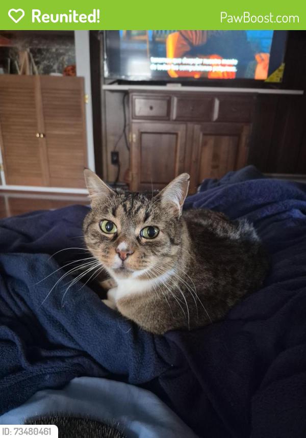 Reunited Male Cat last seen Whitmarsh ave and Leeds, Worcester, MA 01606