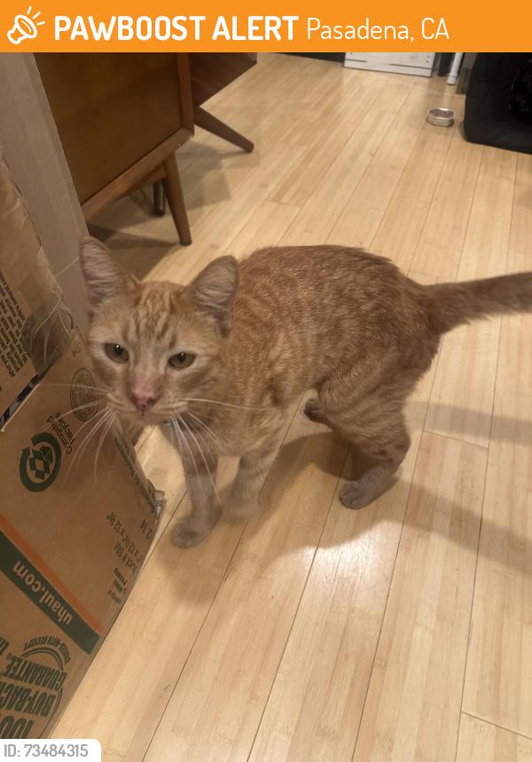 Found/Stray Unknown Cat last seen N. Hudson and mountain, Pasadena, CA 91104
