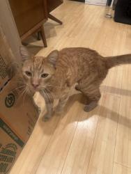 Found/Stray Unknown Cat last seen N. Hudson and mountain, Pasadena, CA 91104