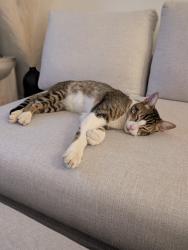 Found/Stray Unknown Cat last seen De Brébeuf Street, Montréal, QC 