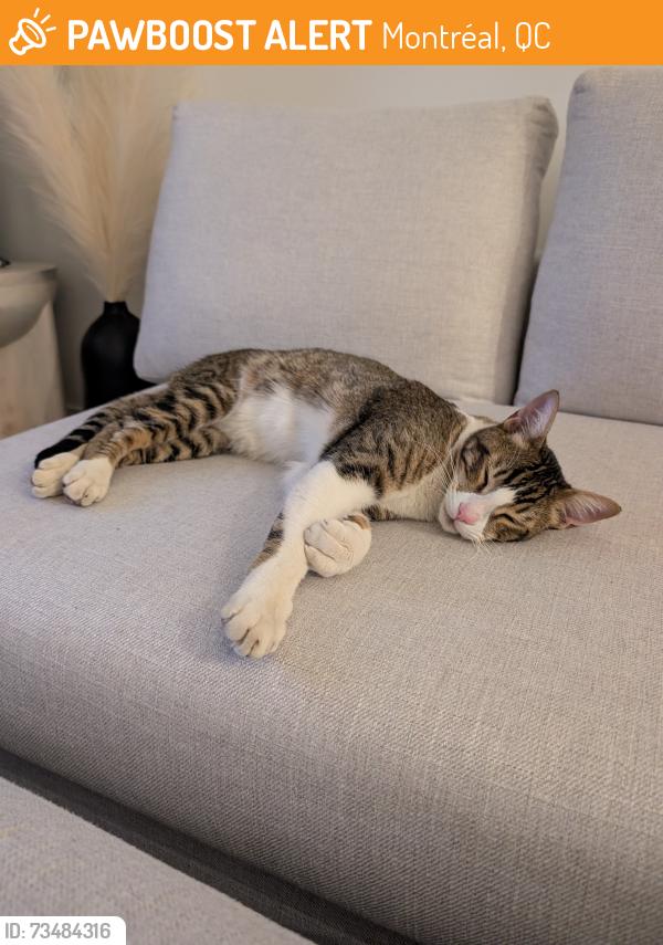 Found/Stray Unknown Cat last seen De Brébeuf Street, Montréal, QC 