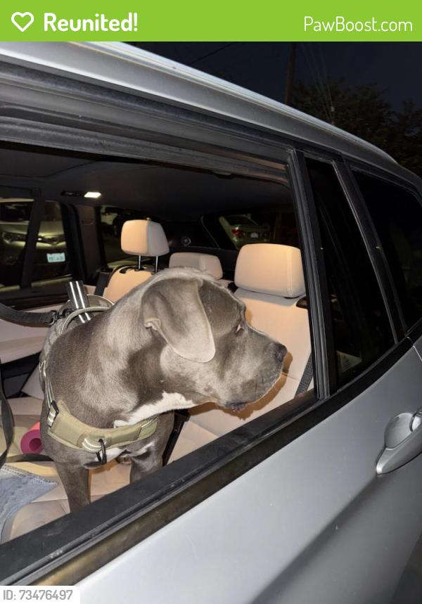 Reunited Female Dog last seen Near E 103rd St Los Angeles, CA 90002 United States, Los Angeles, CA 90002