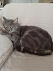 Lost Male Cat last seen River Oaks apmts, Lake Forest, Ca, Lake Forest, CA 92630