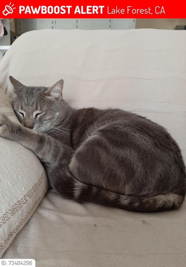 Lost Male Cat last seen River Oaks apmts, Lake Forest, Ca, Lake Forest, CA 92630