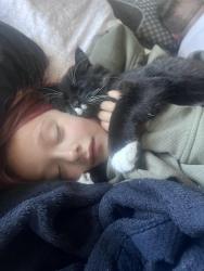 Lost Male Cat last seen Ponderosa, Abbotsford, BC V2T 5P2
