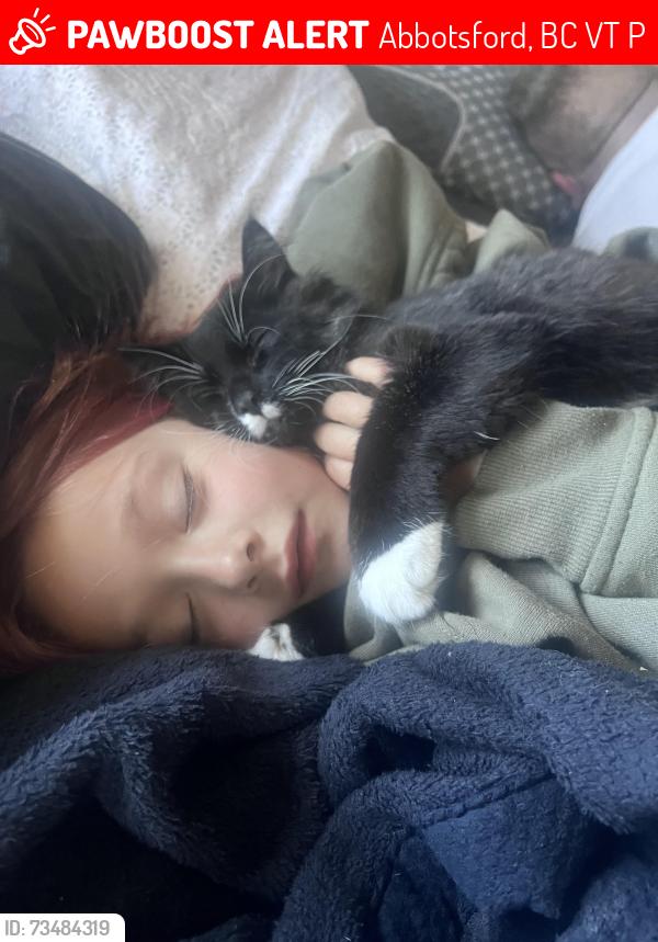 Lost Male Cat last seen Ponderosa, Abbotsford, BC V2T 5P2