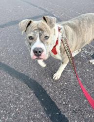 Found/Stray Female Dog last seen East rock creek and Hillcrest Rd., Windsor Township, MO 63010
