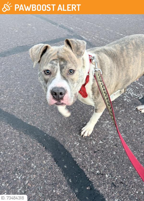 Found/Stray Female Dog last seen East rock creek and Hillcrest Rd., Windsor Township, MO 63010