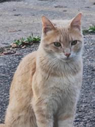Lost Male Cat last seen Holgate and William, Barrie, ON 