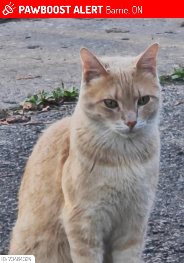 Lost Male Cat last seen Holgate and William, Barrie, ON 