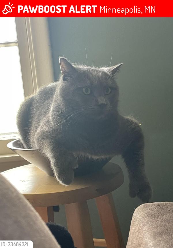 Lost Male Cat last seen Near overlook drive, Minneapolis, MN 55437