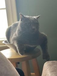 Lost Male Cat last seen Near overlook drive, Minneapolis, MN 55437