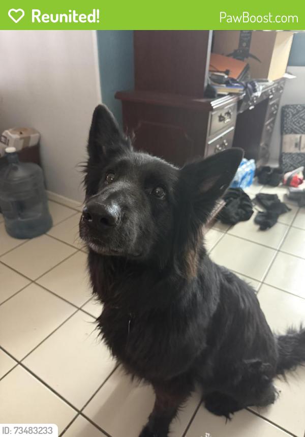 Reunited Female Dog last seen 44th street and Grovers, Phoenix, AZ 85032