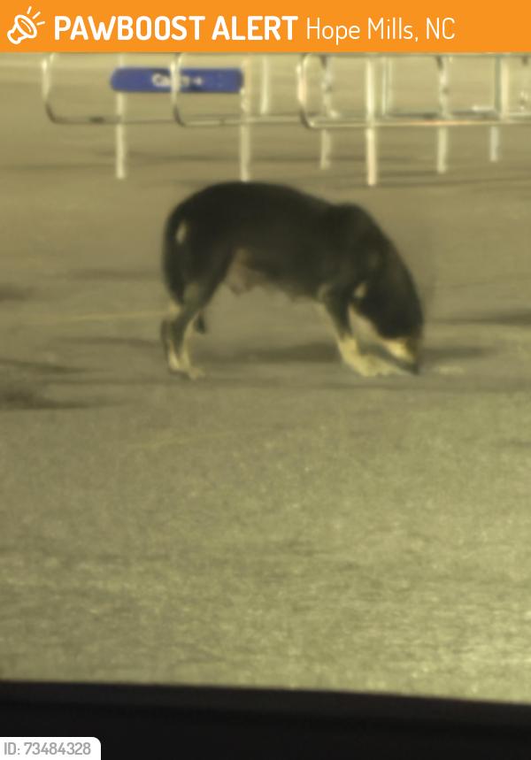 Found/Stray Female Dog last seen Walmart, Hope Mills, NC 28348