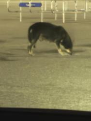 Found/Stray Female Dog last seen Walmart, Hope Mills, NC 28348