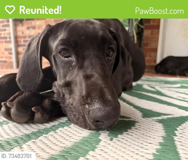 Reunited Male Dog last seen Near greenway drive Union sc, Union, SC 29379