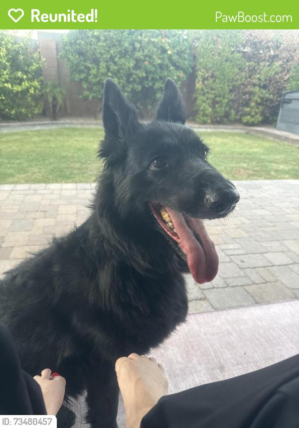Reunited Unknown Dog last seen 44th st and Union Hills, Phoenix, AZ 85032