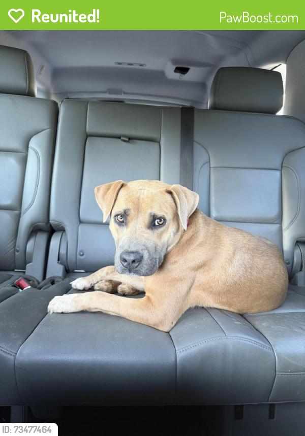 Reunited Female Dog last seen Stop A Minit Hwy 20 - Bessie Rd, Piedmont, SC 29673