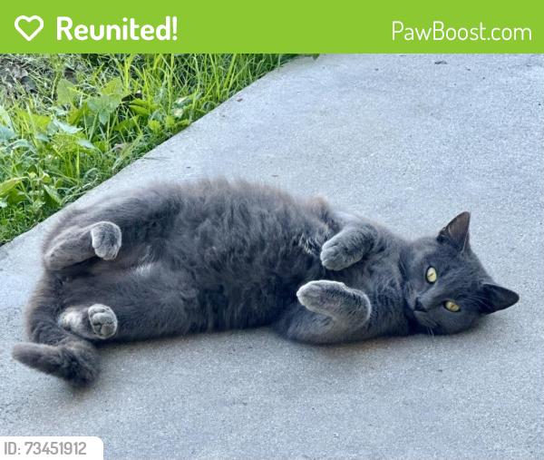 Reunited Female Cat last seen Compton blvd and Wilmington Ave, Compton, CA 90220