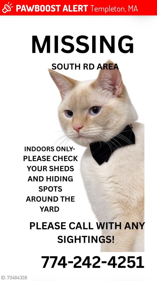 Lost Male Cat last seen South rd area, Templeton, MA 01468