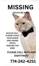 Lost Male Cat last seen South rd area, Templeton, MA 01468