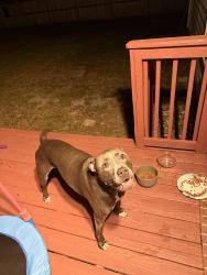 Found/Stray Male Dog last seen Found near cricket road, Fayetteville, NC 28306