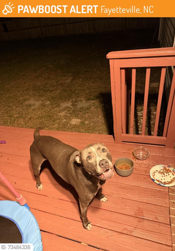 Found/Stray Male Dog last seen Found near cricket road, Fayetteville, NC 28306