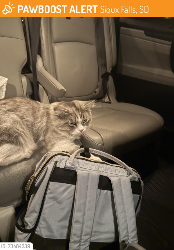 Found/Stray Unknown Cat last seen Near JFK, Sioux Falls, SD 57106