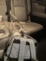 Found/Stray Unknown Cat last seen Near JFK, Sioux Falls, SD 57106