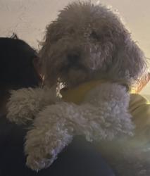 Reunited Male Dog last seen Near s Alane st, West Valley City, UT 84120