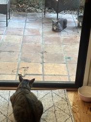 Reunited Male Cat last seen Scripps lake drive, San Diego, CA 92131