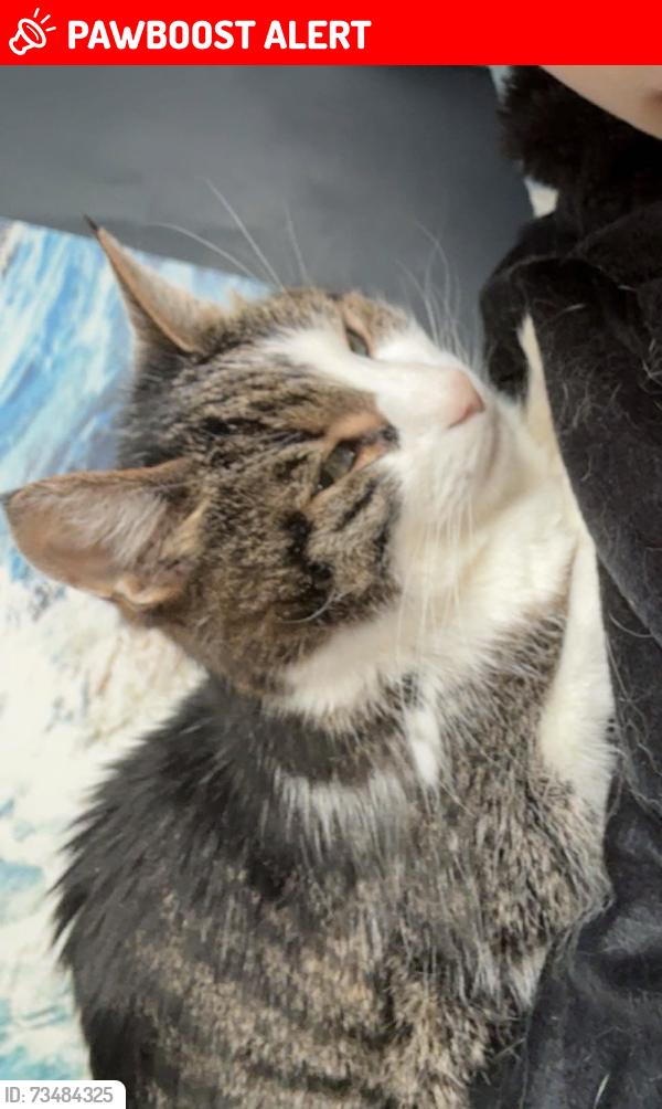 Lost Female Cat last seen MISSISAUGA VALLEY AREA, Mississauga, ON L5A 3R4