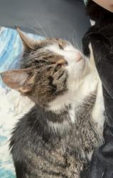 Lost Female Cat last seen MISSISAUGA VALLEY AREA, Mississauga, ON L5A 3R4