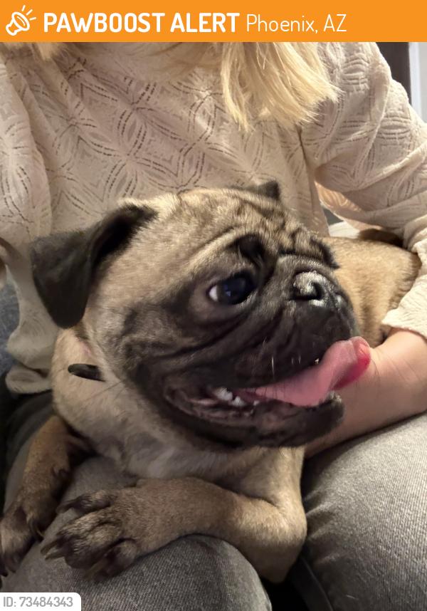 Found/Stray Female Dog last seen 83rd Ave and Thomas, Phoenix, AZ 85353