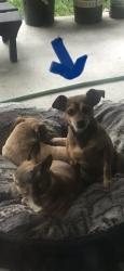 Lost Male Dog last seen Victoria Pl & Sycamore Ave, Claremont, CA 91711