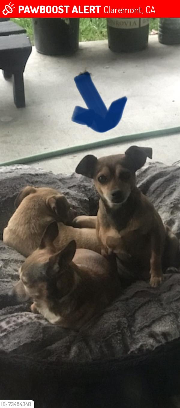 Lost Male Dog last seen Victoria Pl & Sycamore Ave, Claremont, CA 91711