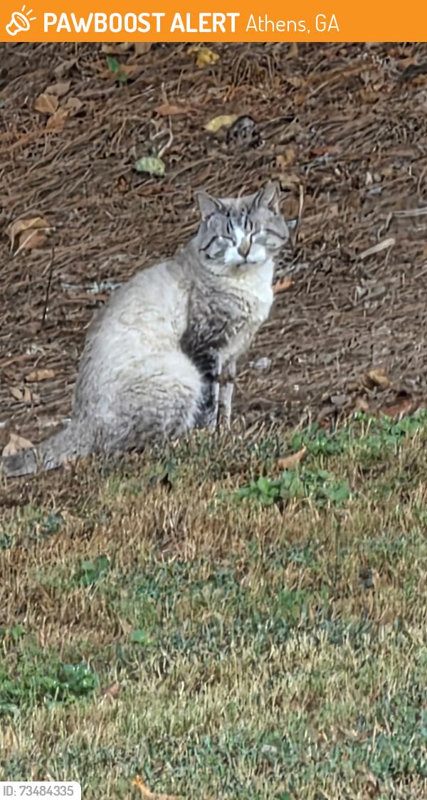 Found/Stray Unknown Cat last seen Whitehall Landing, Athens, GA 30605
