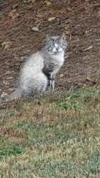 Found/Stray Unknown Cat last seen Whitehall Landing, Athens, GA 30605