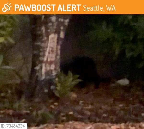 Found/Stray Unknown Cat last seen HIDING IN BUSH IN HIGHLINE COLLEGE PARKING LOT - FACING EAST, Seattle, WA 98198