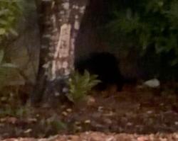 Found/Stray Unknown Cat last seen HIDING IN BUSH IN HIGHLINE COLLEGE PARKING LOT - FACING EAST, Seattle, WA 98198