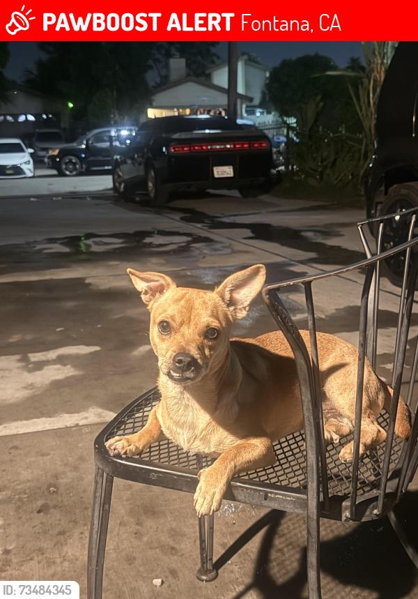 Lost Male Dog last seen Citrus ave, Fontana, CA 92335