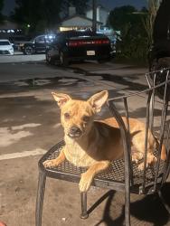 Lost Male Dog last seen Citrus ave, Fontana, CA 92335