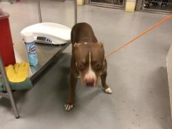 Shelter Stray Female Dog last seen PACHEA TRL/OLLA, HEMET, CA, 581 S Grand Ave, San Jacinto, CA 92582, USA