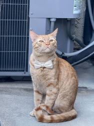 Lost Male Cat last seen Centre & 5th, Los Angeles, CA 90731